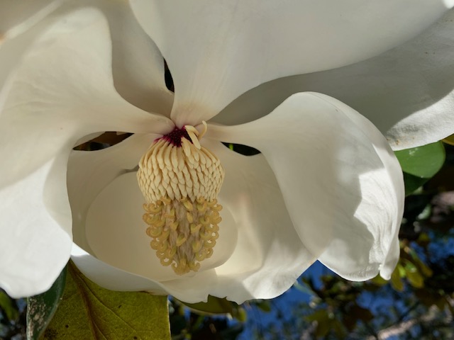 magnolia grandiflora