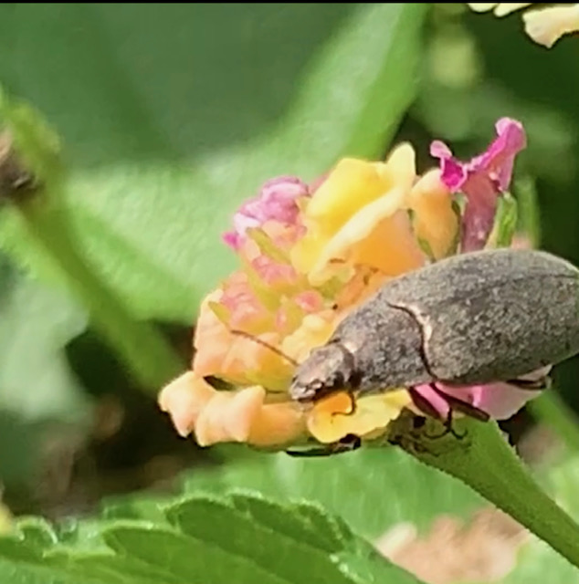 scarab beetle 
